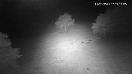 Virginia Elk Live Webcam - Nov 26, 2025, 7:52pm EST