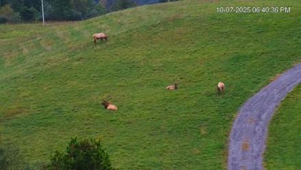 Virginia Elk Live Webcam - Oct 7, 2025, 6:41pm EDT
