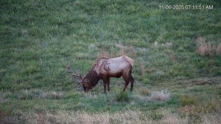 Virginia Elk Live Webcam - Nov 6, 2025, 7:12am EST