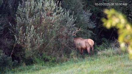 Virginia Elk Live Webcam - Oct 3, 2025, 8:16am EDT