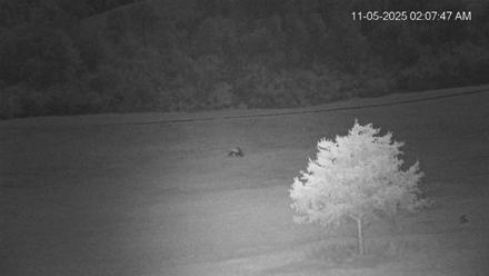 Virginia Elk Live Webcam - Nov 5, 2025, 2:08am EST