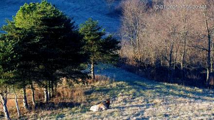 Virginia Elk Live Webcam - Dec 1, 2025, 7:56am EST