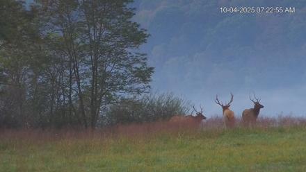 Virginia Elk Live Webcam - Oct 4, 2025, 7:23am EDT