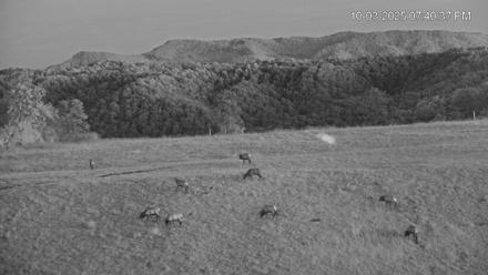 Virginia Elk Live Webcam - Oct 3, 2025, 7:41pm EDT