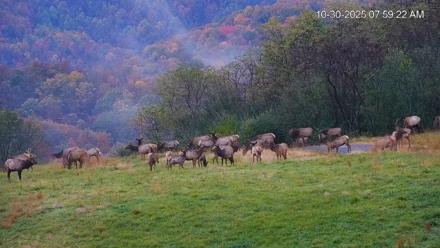Virginia Elk Live Webcam - Oct 30, 2025, 8:00am EDT