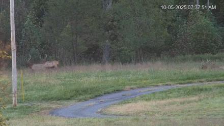 Virginia Elk Live Webcam - Oct 5, 2025, 7:38am EDT