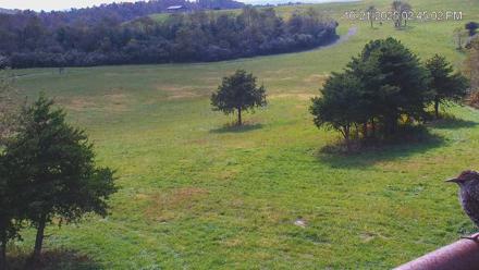 Virginia Elk Live Webcam - Oct 21, 2025, 2:46pm EDT