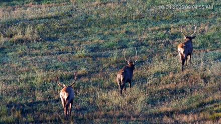 Virginia Elk Live Webcam - Oct 4, 2025, 8:05am EDT