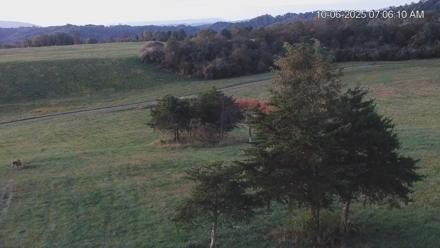 Virginia Elk Live Webcam - Oct 6, 2025, 7:06am EDT