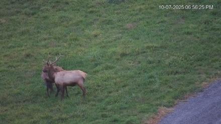 Virginia Elk Live Webcam - Oct 7, 2025, 6:57pm EDT