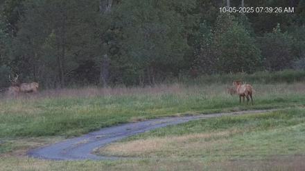Virginia Elk Live Webcam - Oct 5, 2025, 7:40am EDT