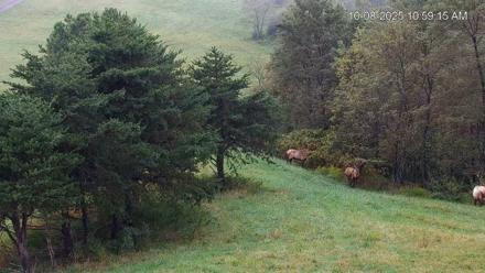 Virginia Elk Live Webcam - Oct 8, 2025, 11:01am EDT