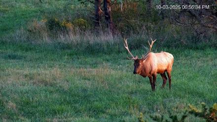Virginia Elk Live Webcam - Oct 3, 2025, 6:57pm EDT