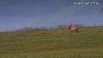 Virginia Elk Live Webcam - Oct 4, 2025, 7:15am EDT