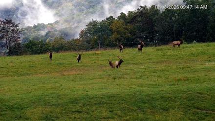 Virginia Elk Live Webcam - Oct 8, 2025, 9:47am EDT