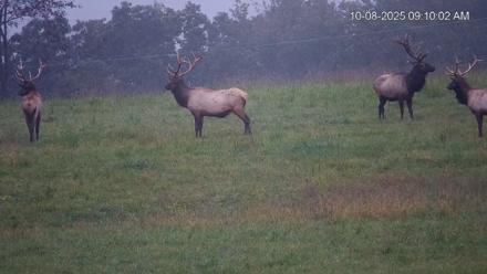 Virginia Elk Live Webcam - Oct 8, 2025, 9:10am EDT