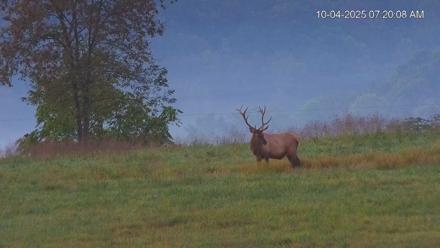 Virginia Elk Live Webcam - Oct 4, 2025, 7:20am EDT