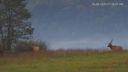 Virginia Elk Live Webcam - Oct 4, 2025, 7:24am EDT