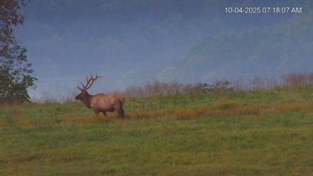 Virginia Elk Live Webcam - Oct 4, 2025, 7:18am EDT