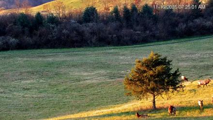 Virginia Elk Live Webcam - Nov 16, 2025, 7:25am EST