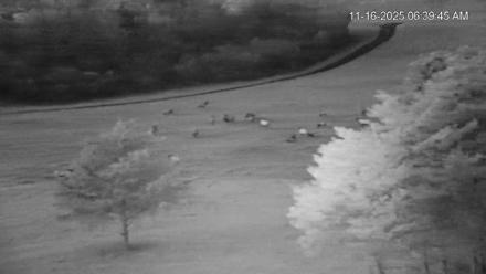 Virginia Elk Live Webcam - Nov 16, 2025, 6:40am EST