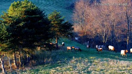 Virginia Elk Live Webcam - Nov 16, 2025, 7:26am EST