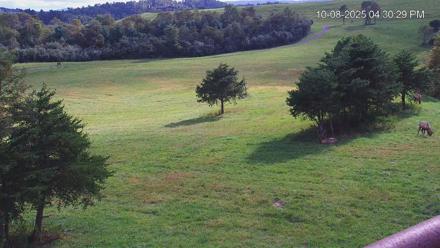 Virginia Elk Live Webcam - Oct 8, 2025, 4:31pm EDT