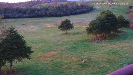 Virginia Elk Live Webcam - Oct 25, 2025, 7:41am EDT