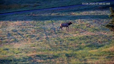 Virginia Elk Live Webcam - Oct 4, 2025, 7:48am EDT