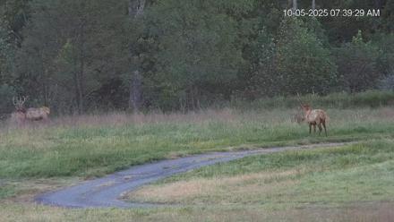 Virginia Elk Live Webcam - Oct 5, 2025, 7:40am EDT