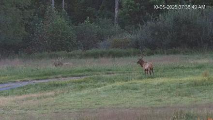 Virginia Elk Live Webcam - Oct 5, 2025, 7:39am EDT
