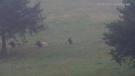 Virginia Elk Live Webcam - Oct 8, 2025, 9:04am EDT