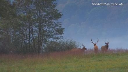 Virginia Elk Live Webcam - Oct 4, 2025, 7:23am EDT