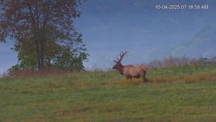 Virginia Elk Live Webcam - Oct 4, 2025, 7:19am EDT