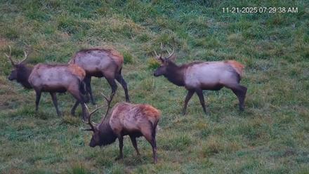 Virginia Elk Live Webcam - Nov 21, 2025, 7:30am EST