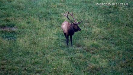 Virginia Elk Live Webcam - Oct 8, 2025, 10:32am EDT