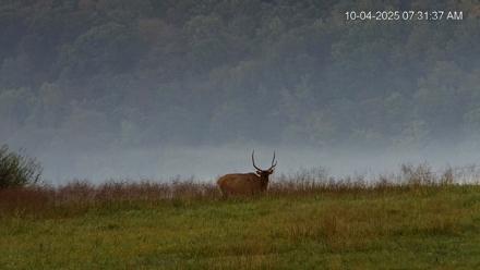 Virginia Elk Live Webcam - Oct 4, 2025, 7:32am EDT