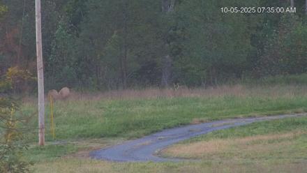 Virginia Elk Live Webcam - Oct 5, 2025, 7:35am EDT