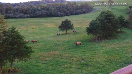 Virginia Elk Live Webcam - Oct 8, 2025, 6:59pm EDT
