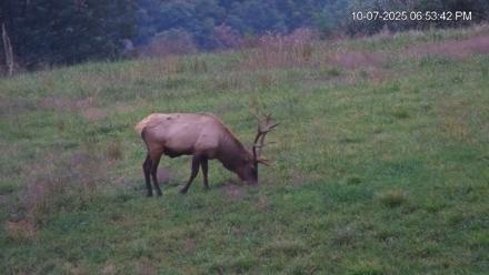 Virginia Elk Live Webcam - Oct 7, 2025, 6:54pm EDT
