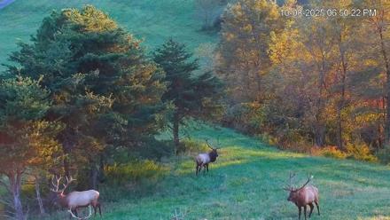Virginia Elk Live Webcam - Oct 8, 2025, 6:50pm EDT