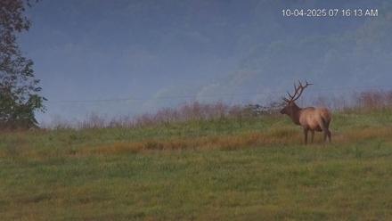 Virginia Elk Live Webcam - Oct 4, 2025, 7:17am EDT