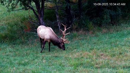Virginia Elk Live Webcam - Oct 8, 2025, 10:35am EDT