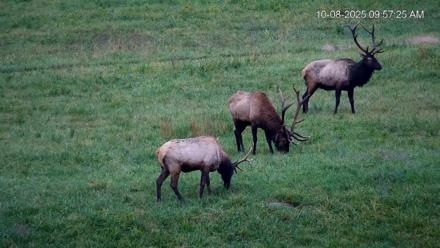 Virginia Elk Live Webcam - Oct 8, 2025, 9:58am EDT