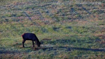 Virginia Elk Live Webcam - Oct 4, 2025, 8:00am EDT