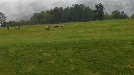 Virginia Elk Live Webcam - Oct 8, 2025, 9:20am EDT