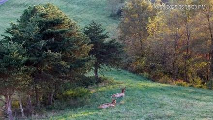 Virginia Elk Live Webcam - Oct 8, 2025, 6:38pm EDT