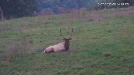 Virginia Elk Live Webcam - Oct 7, 2025, 6:54pm EDT