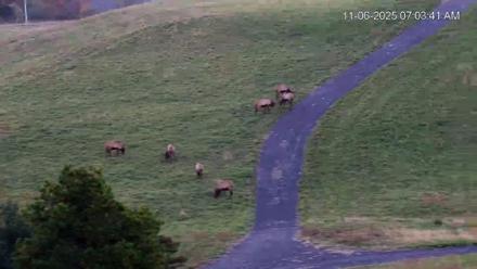 Virginia Elk Live Webcam - Nov 6, 2025, 7:04am EST