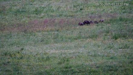 Virginia Elk Live Webcam - Sep 30, 2025, 3:34pm EDT